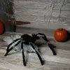Giant Jumping 36" Spider -Animatronics Shop 36 giant jumping spider update