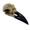 6 Inch Corvus Alchemica Skull Decoration -Animatronics Shop 6 inch corvus alchemia skull