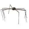 Fuzzy Spider: 90"